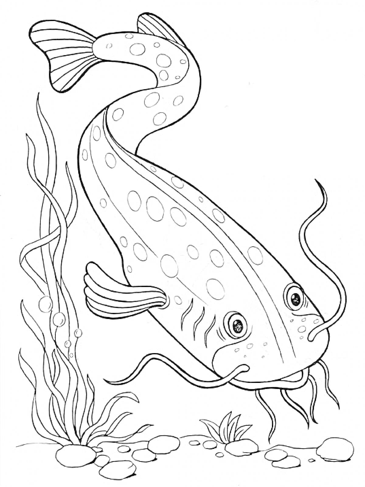 На раскраске изображено: Сом, Рыба, Водоросли, Камни, Подводный мир, Животные, Природа
