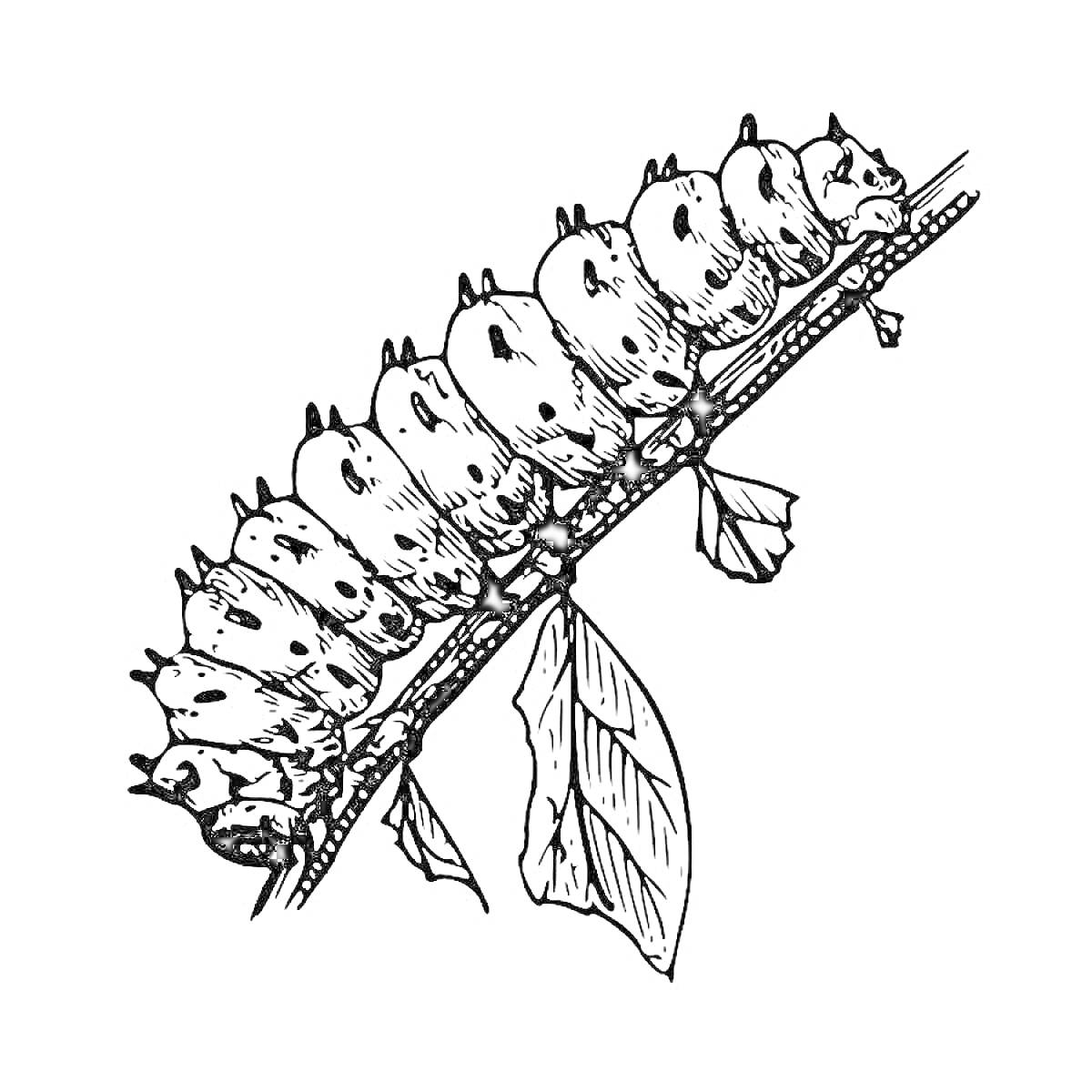 Раскраска Собака-гусеница на ветке с листьями