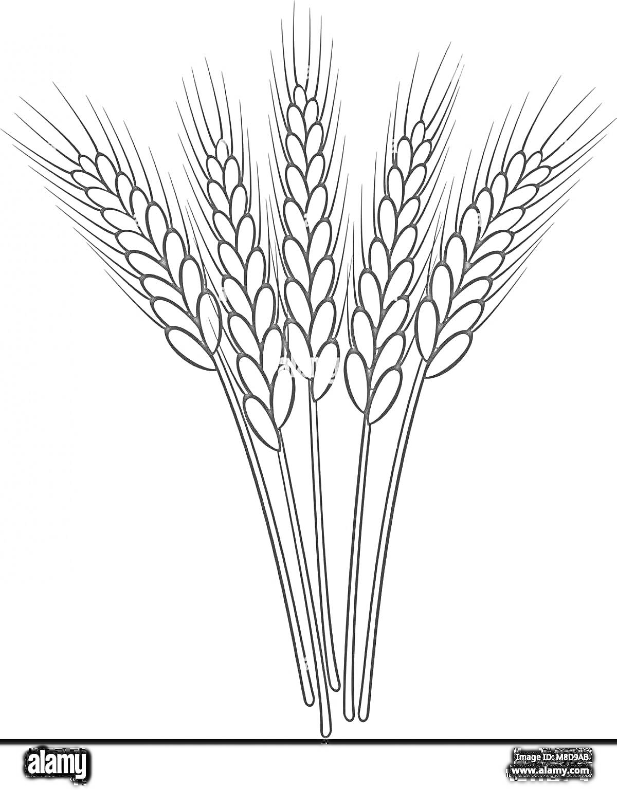Раскраска Пять пшеничных колосков