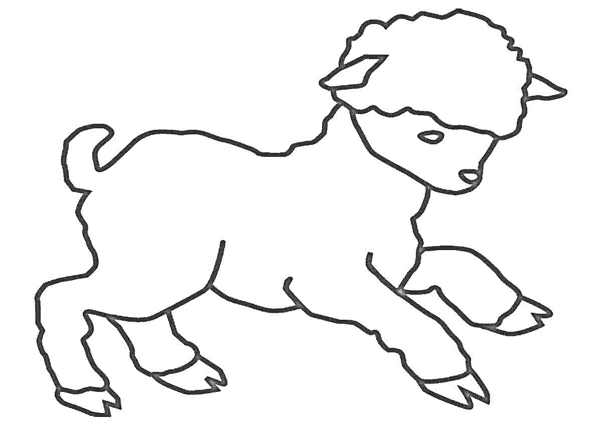 Раскраска Ягненок, бежащий вперед с приподнятой передней правой ногой