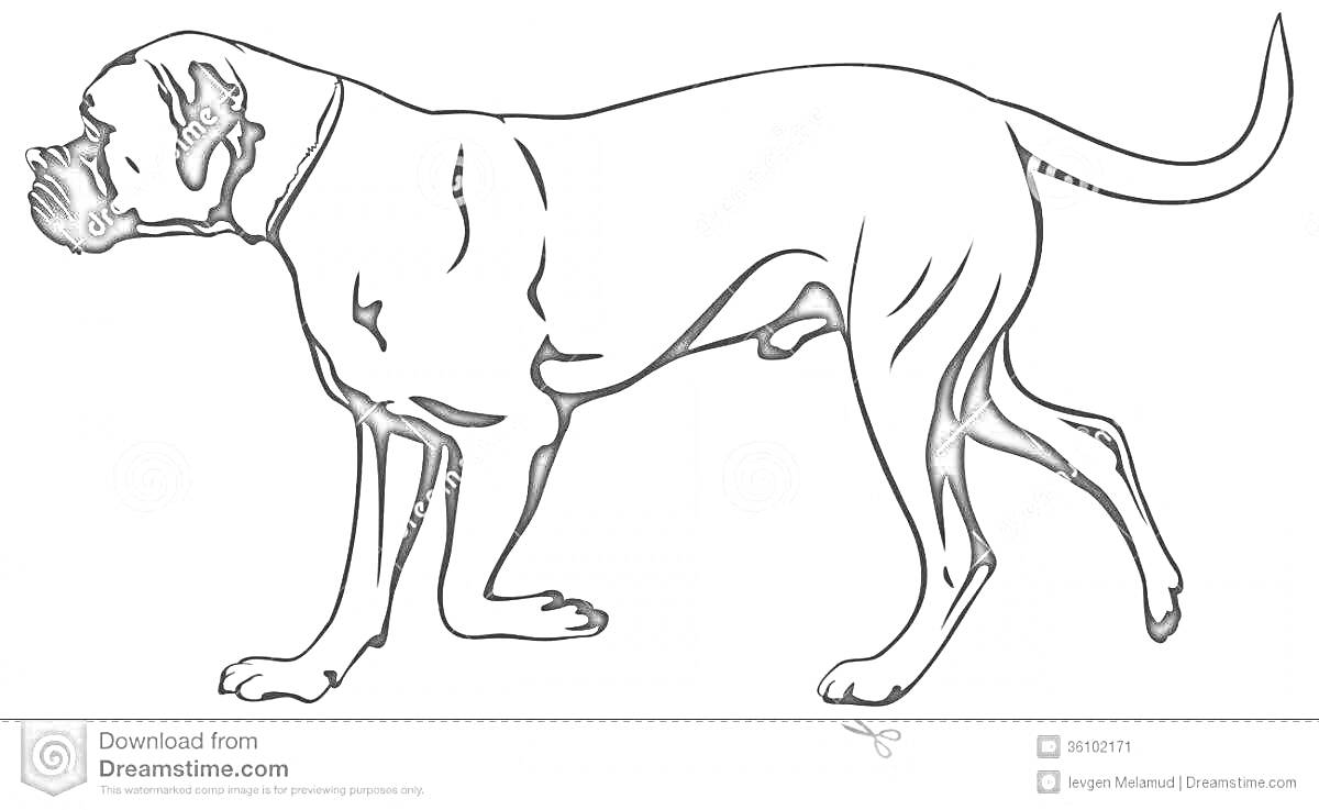 Раскраска Боксер собака в профиль, стоящая на четырех лапах