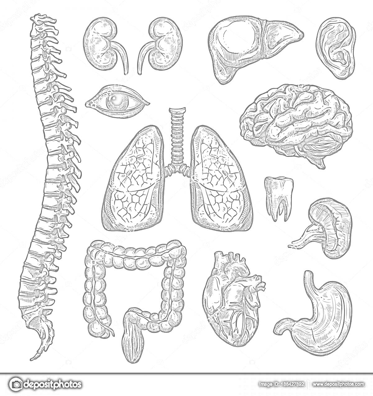 На раскраске изображено: Позвоночник, Почки, Печень, Легкие, Мозг, Кишечник, Желудок, Органы человека, Анатомия, Внутренние органы, Медицина