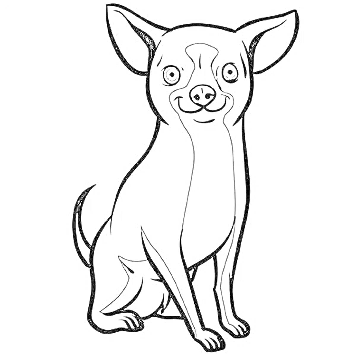 На раскраске изображено: Чихуахуа, Собака, Сидение, Большие уши, Контурные рисунки