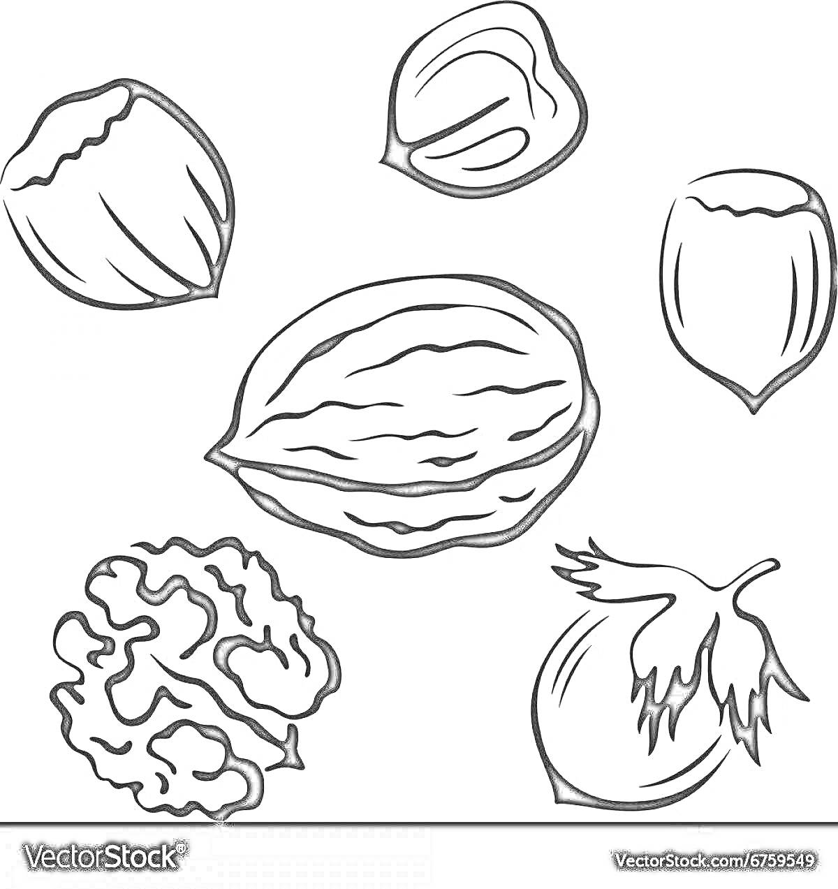 Раскраска Набор орехов — грецкий орех, фундук, миндаль