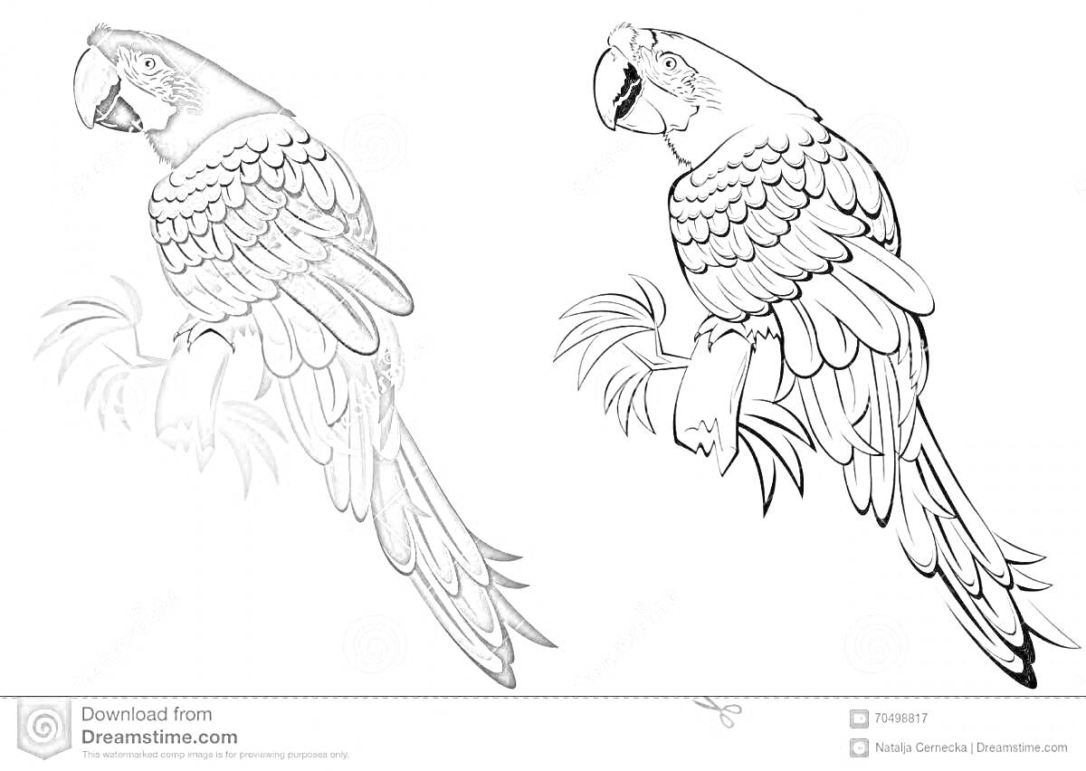 Раскраска Два ара попугая на ветке - один раскрашенный, другой черно-белый для раскрашивания