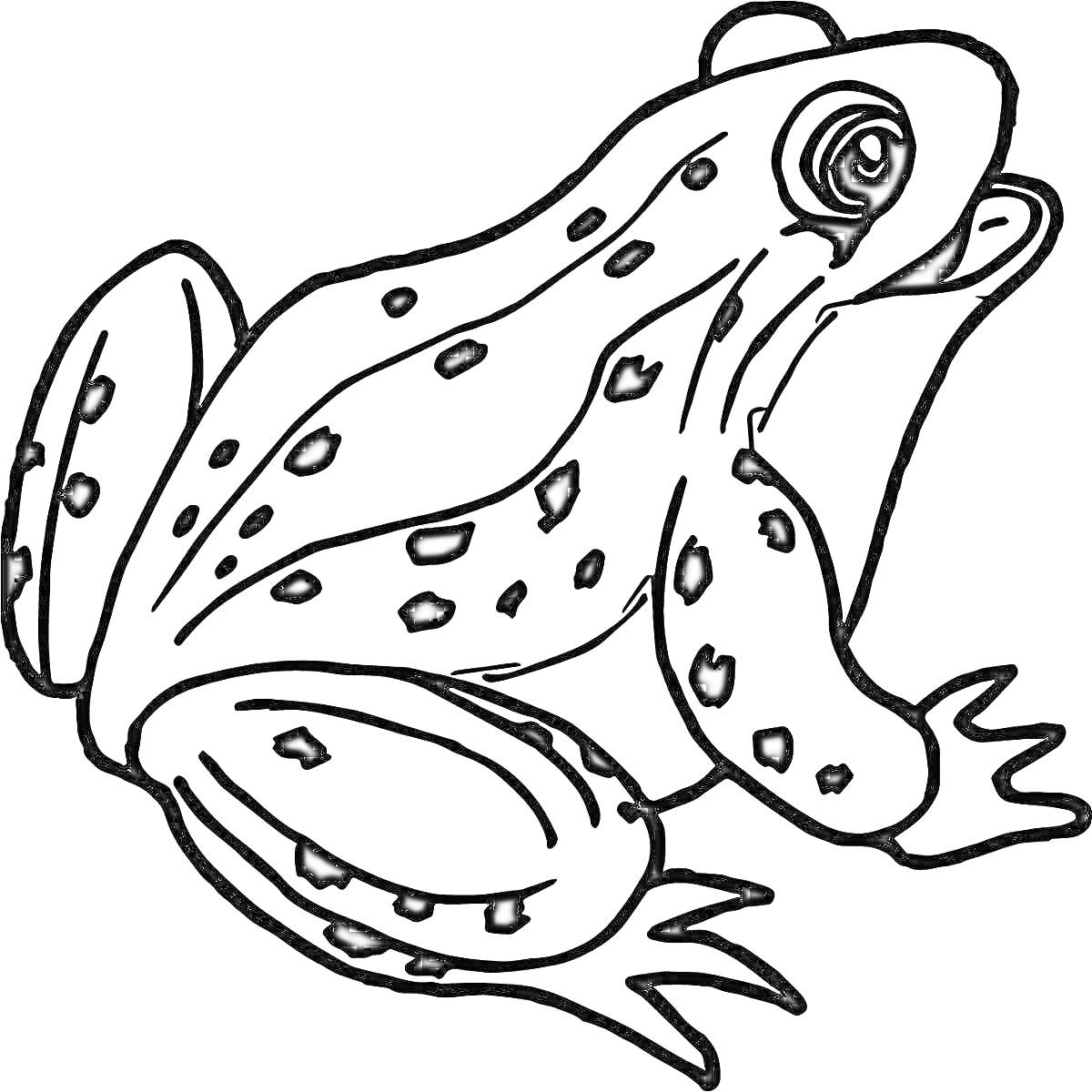 Раскраска Лягушка с пятнышками на теле