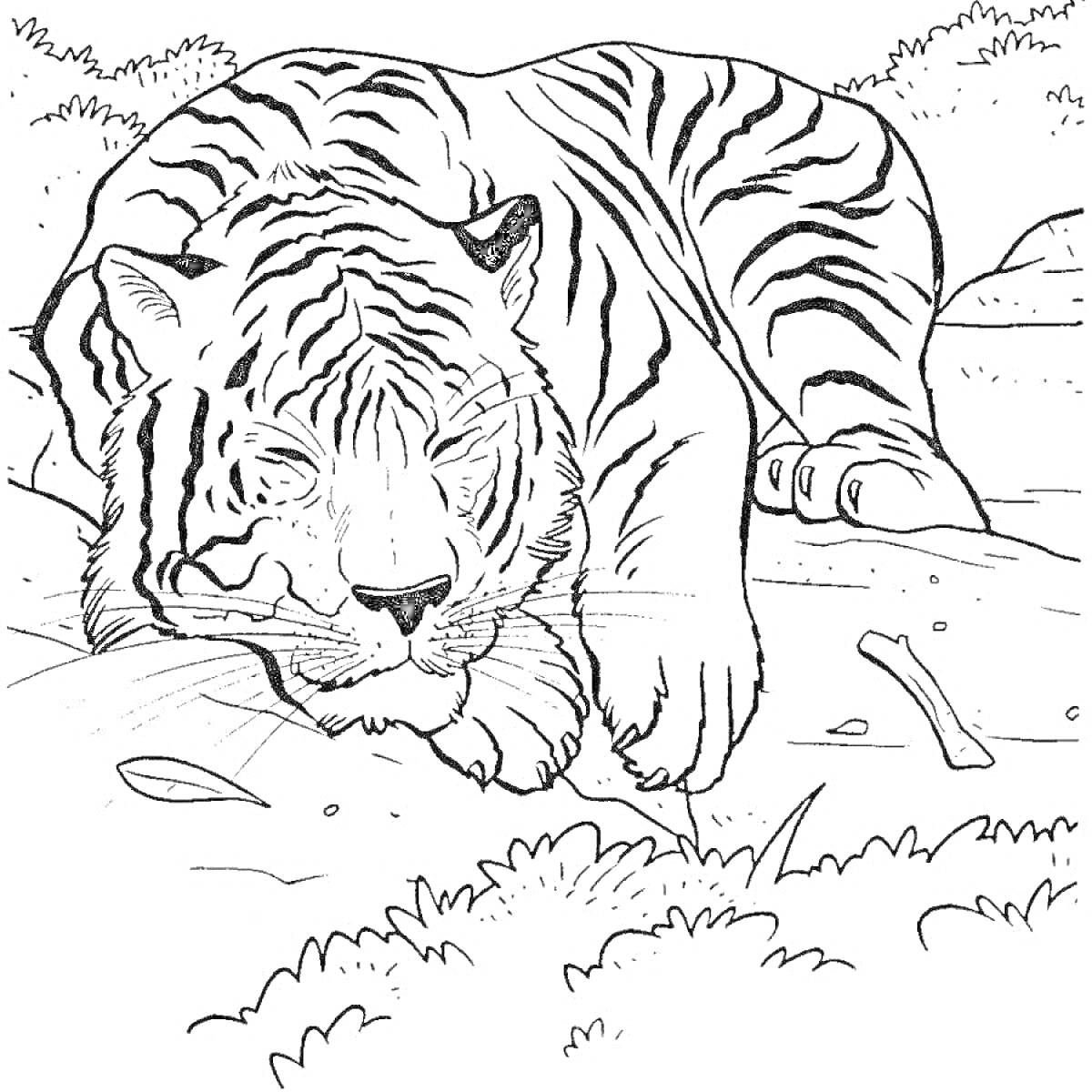 Раскраска Тигр амурский, лежащий на земле, с растительностью на заднем плане и веточками вокруг.