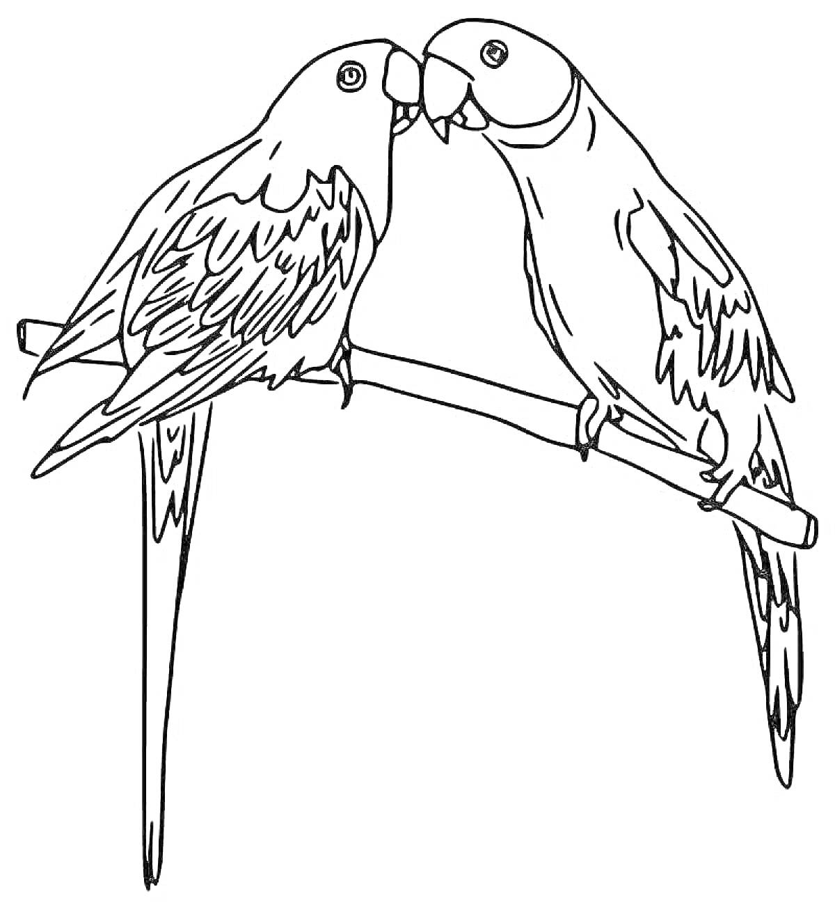 Раскраска Два попугая на ветке, клюющиеся друг с другом