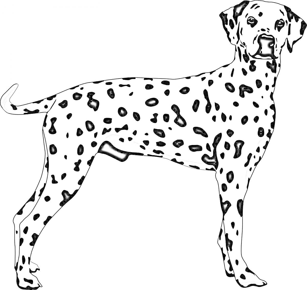 На раскраске изображено: Далматинец, Собака, Черные пятна