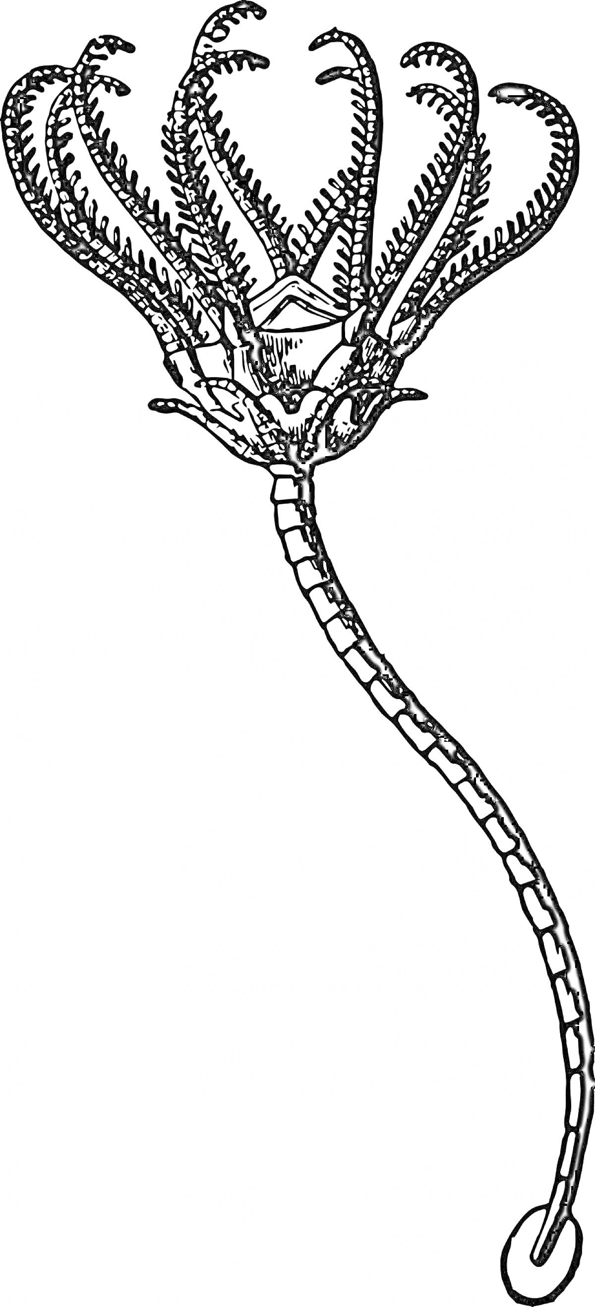 Раскраска Морская лилия с длинным стеблем и многочисленными раскидистыми щупальцами