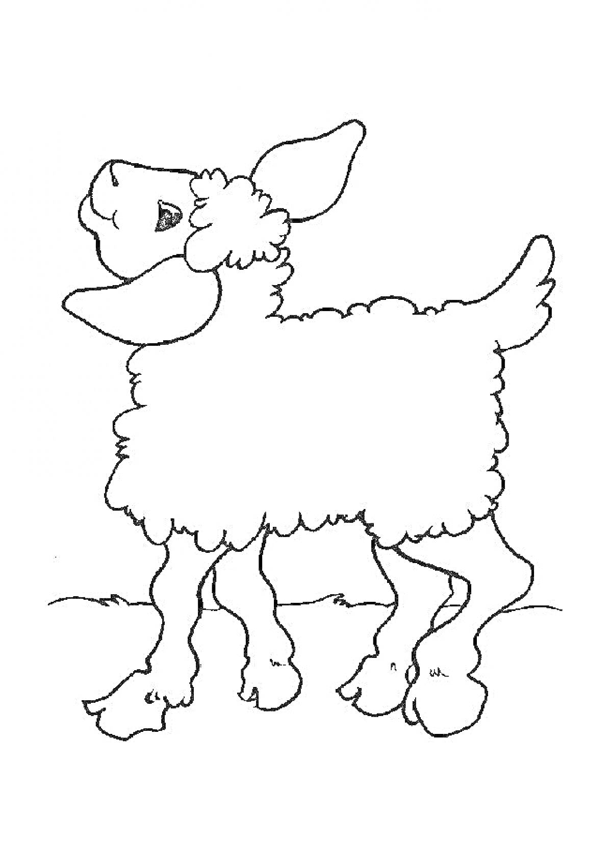 На раскраске изображено: Ягненок, Пушистая шерсть, Пастбище, Земля, Домашние животные