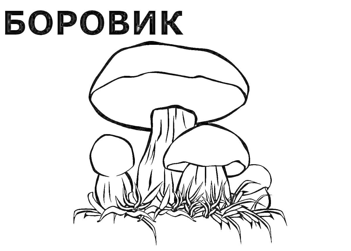 На раскраске изображено: Сатанинский гриб, Грибы, Природа, Трава, Корни, Земля, Для детей, Контурные рисунки