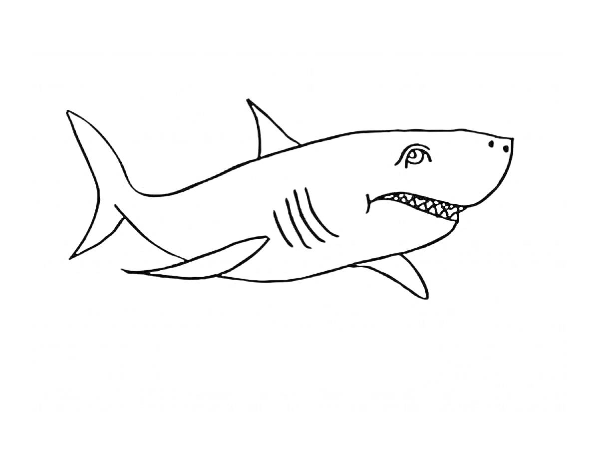 Раскраска Акула (плавники, жабры, зубы)