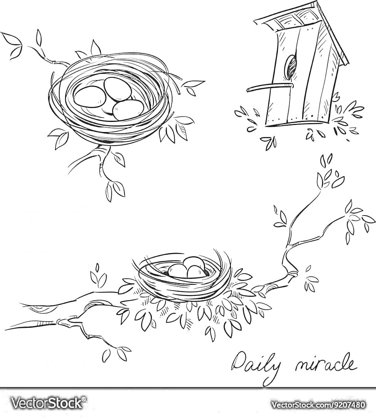 Раскраска Гнезда с яйцами на ветвях и скворечник