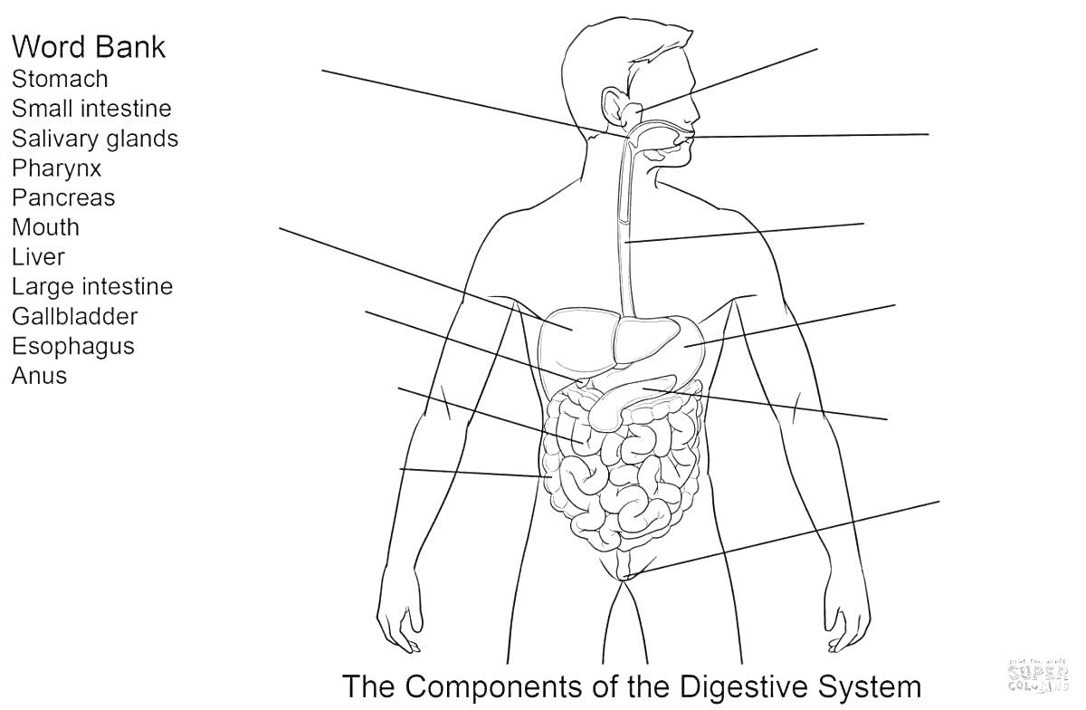 Раскраска Пищеварительная система: желудок, тонкая кишка, слюнные железы, глотка, поджелудочная железа, ротовая полость, печень, толстая кишка, желчный пузырь, пищевод, анус