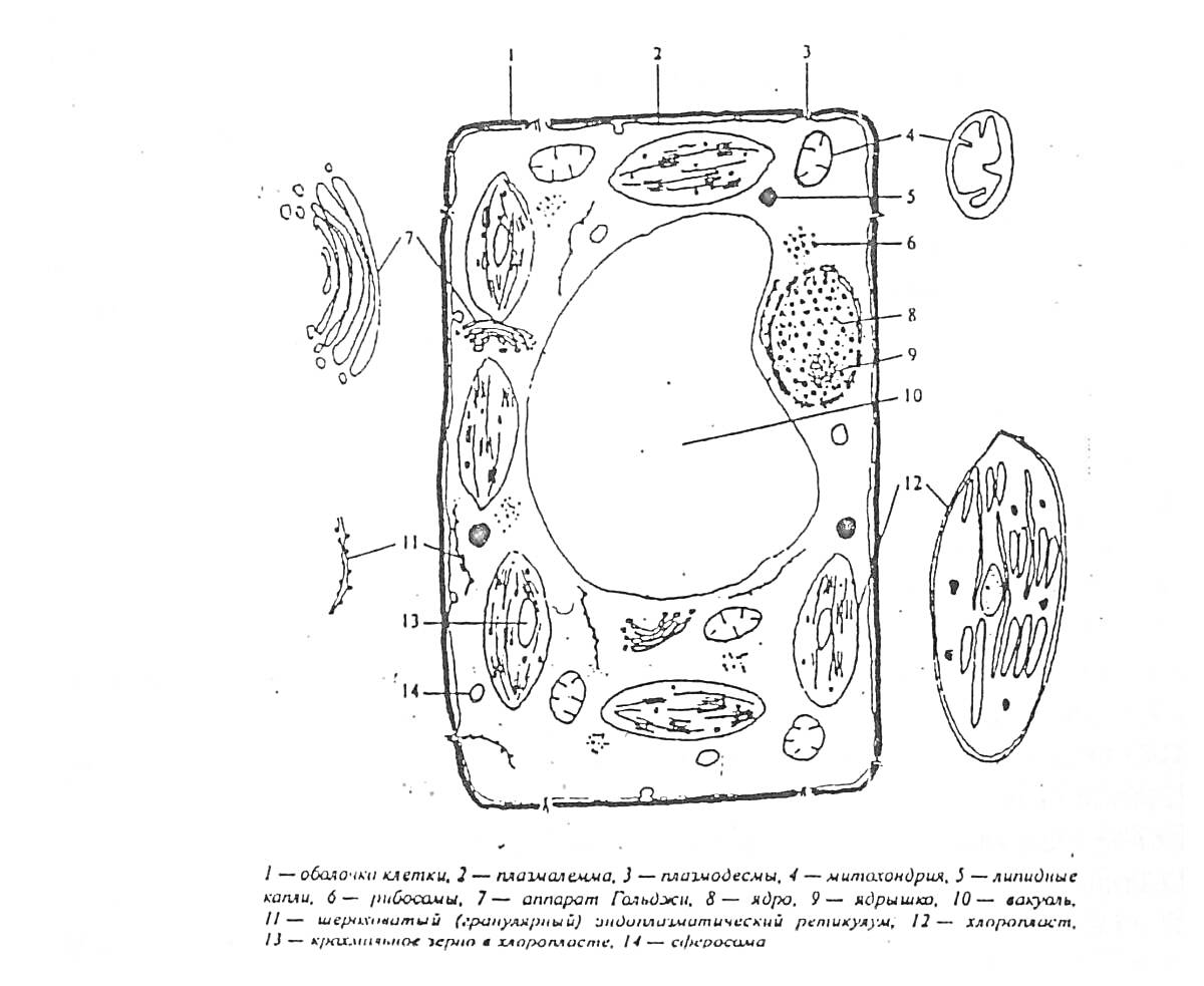 Строение растительной клетки: 1 – клеточная стенка, 2 – плазматическая мембрана, 3 – митохондрия, 4 – хлоропласт, 5 – лейкопласт, 6 – рибосома, 7 – вакуоль, 8 – ядро, 9 – ядерная мембрана, 10 – ядерный сок (кариоплазма), 11 – ядрышко, 12 – аппарат (компле