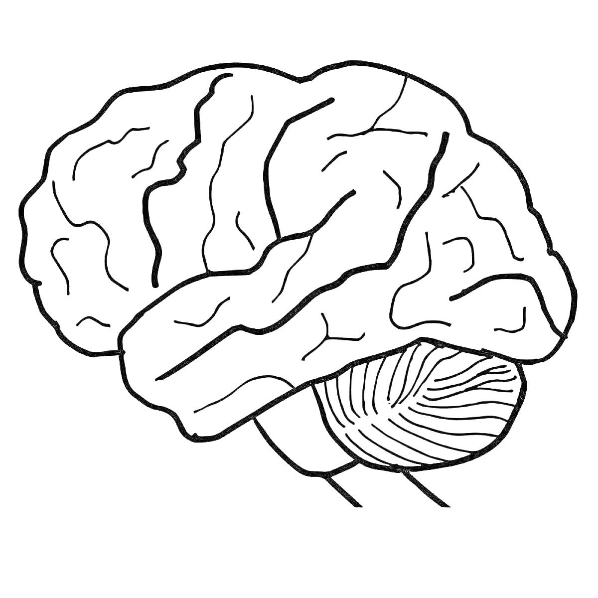 Раскраска с изображением мозга, включающая кору больших полушарий и мозжечок