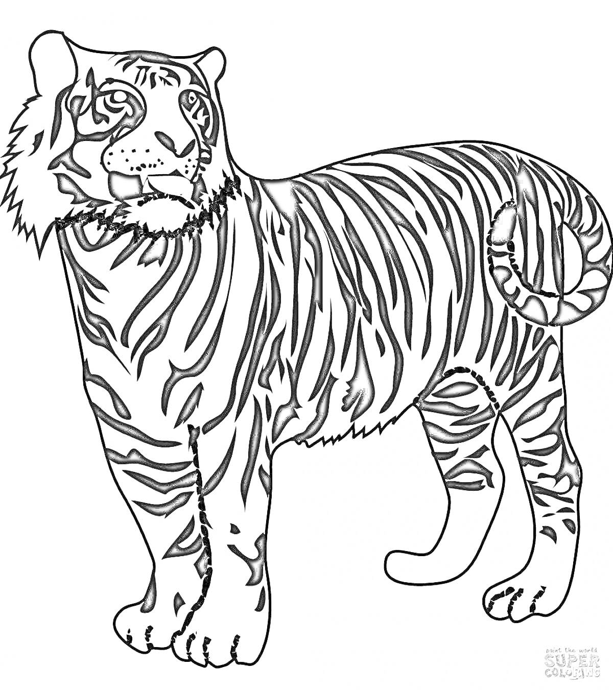 На раскраске изображено: Тигр, Для детей, Для малышей, 3 года, 4 года, Дикие животные, Животные