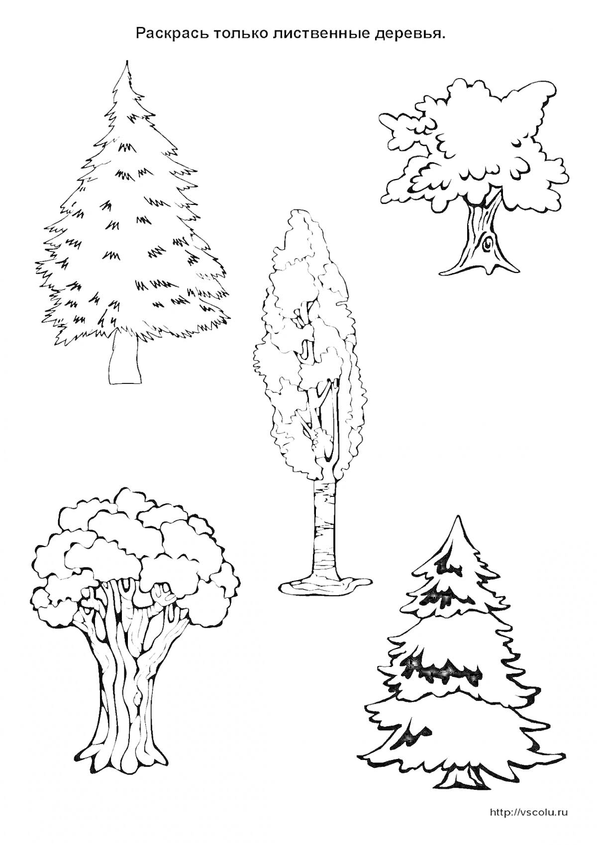 На раскраске изображено: Деревья, Хвойные, Растения, Природа, Для детей, Обучение
