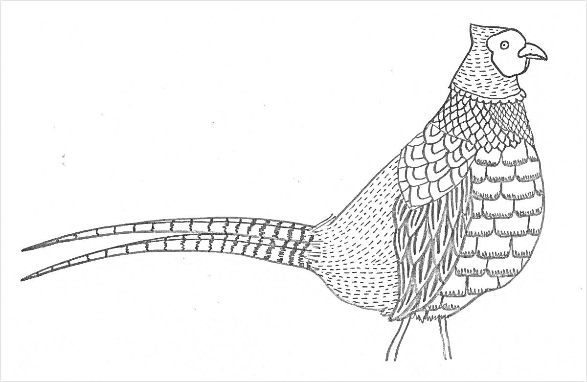 На раскраске изображено: Фазан, Птица, Узоры, Природа, Длинный хвост, Перья