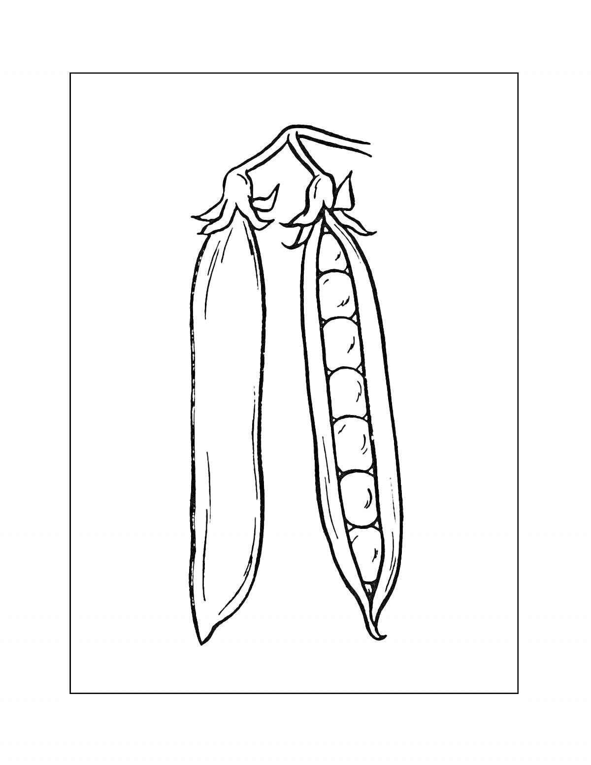 Раскраска Стручок гороха, один цельный и один открытый с горошинами внутри