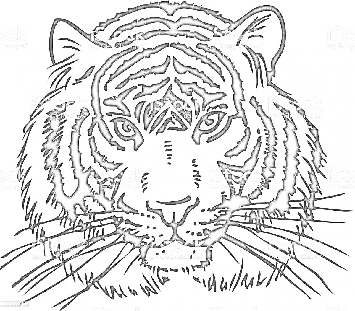 На раскраске изображено: Тигр, Голова, Полосы, Уши, Глаза