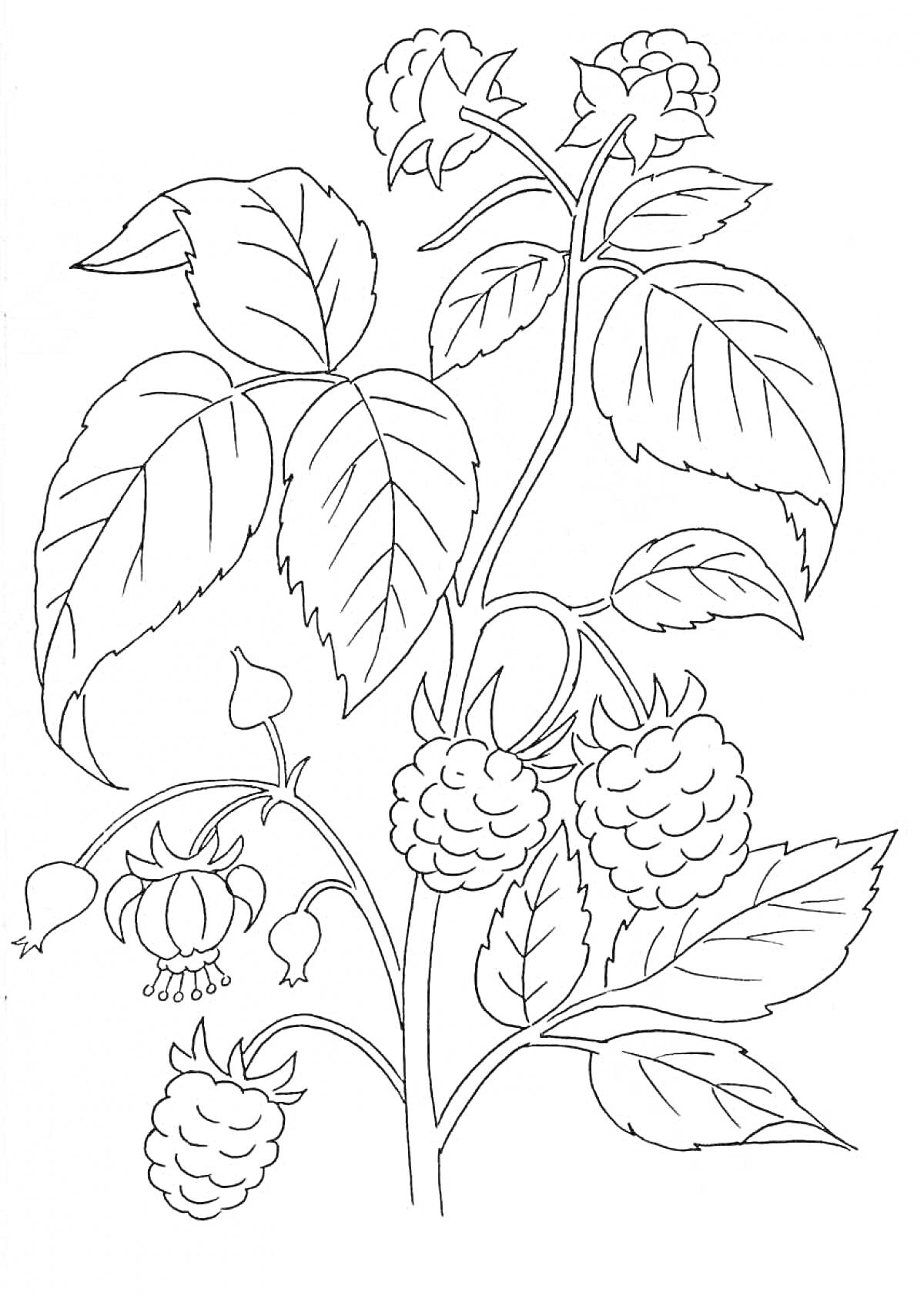 Раскраска Ветвь малины с листьями и ягодами