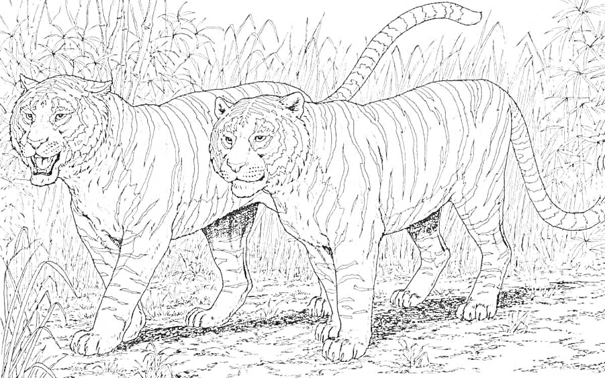 На раскраске изображено: Джунгли, Природа, Дикие животные, Трава, Кусты, Деревья, Тигр