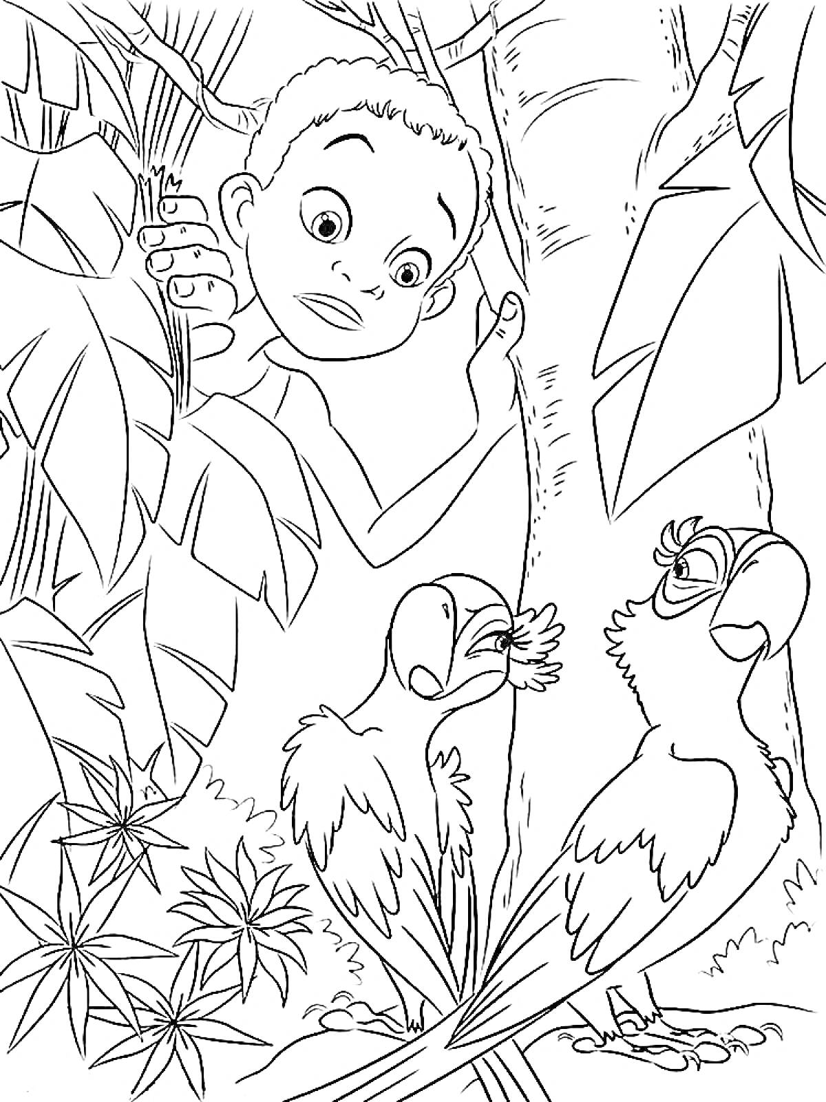 Раскраска Мальчик заглядывает из-за листвы, наблюдая за двумя попугаями в джунглях