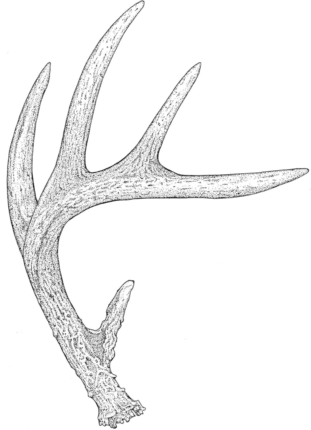 Раскраска Рог оленя с пятью отростками, контурное изображение