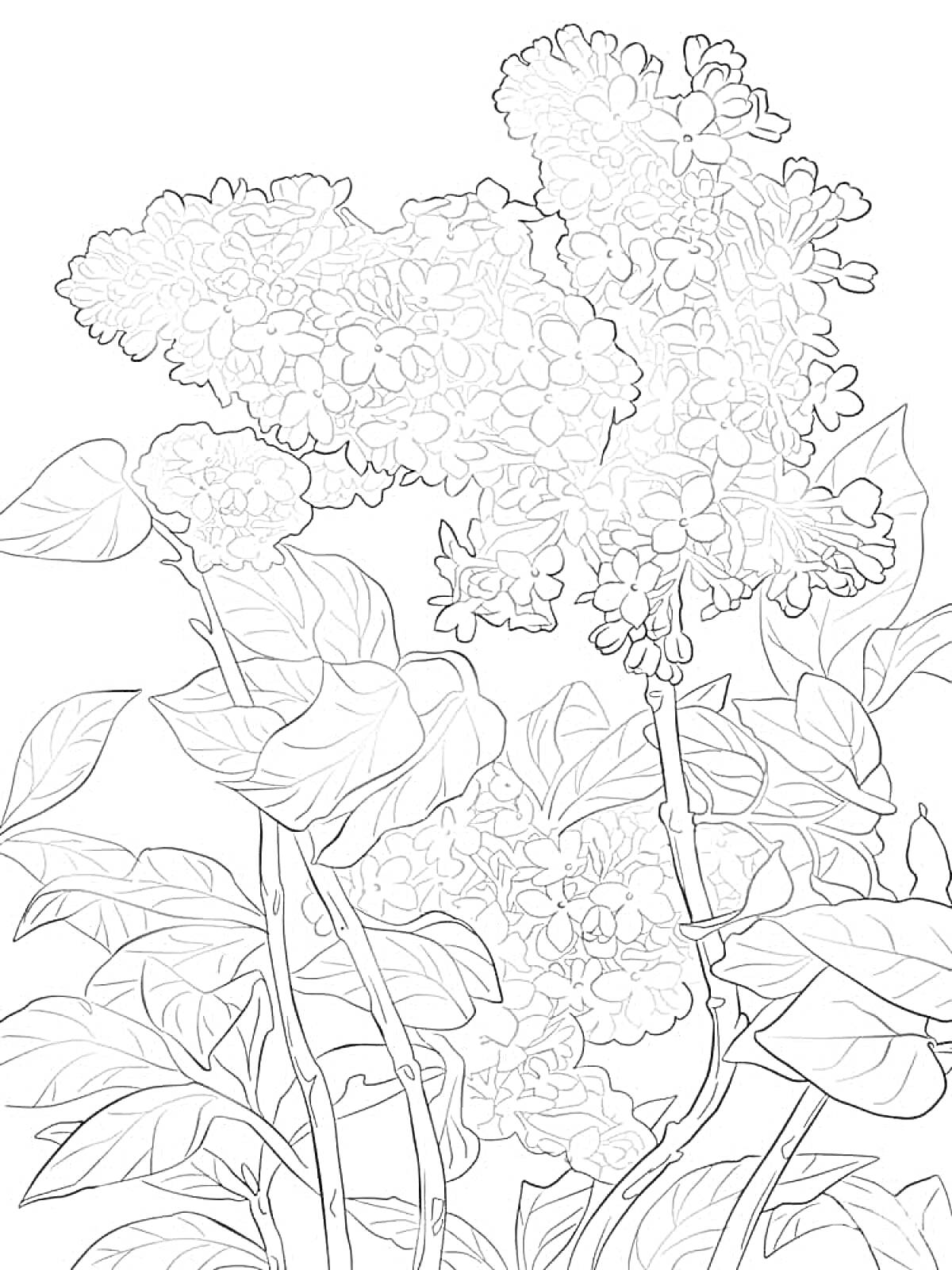 Раскраска Раскраска с изображением веток сирени с цветами и листьями