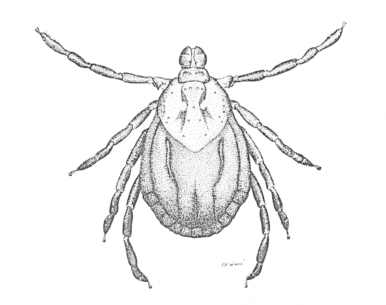Раскраска клеща с четким изображением туловища, головогруди и восьми лап