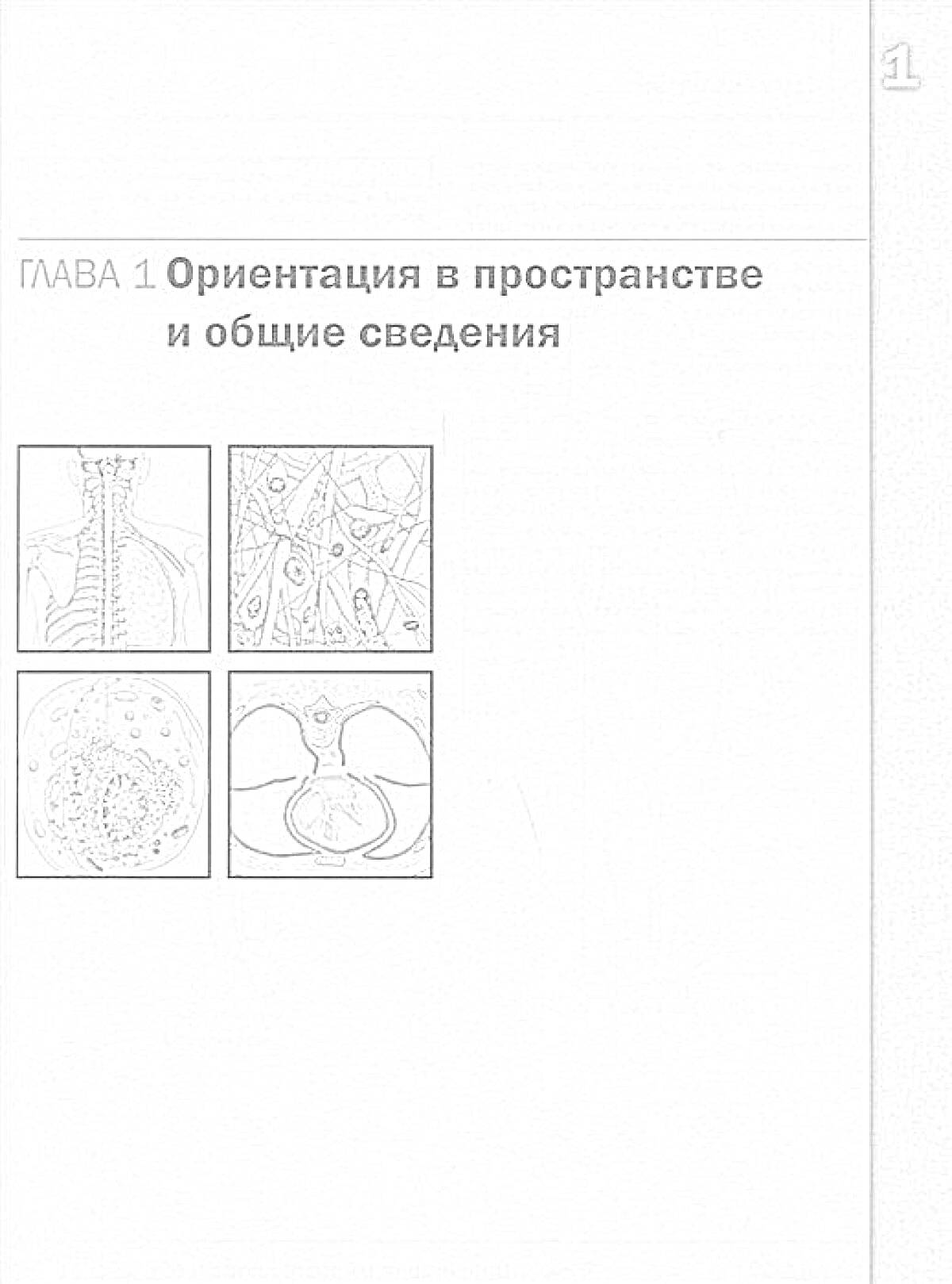 На раскраске изображено: Анатомия, Атлас, Позвоночник, Нервная система, Органы, Медицинская литература