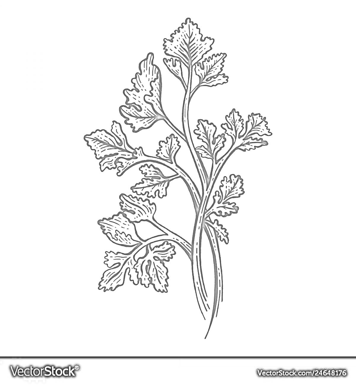 Раскраска Контурное изображение кинзы с листьями и стеблями