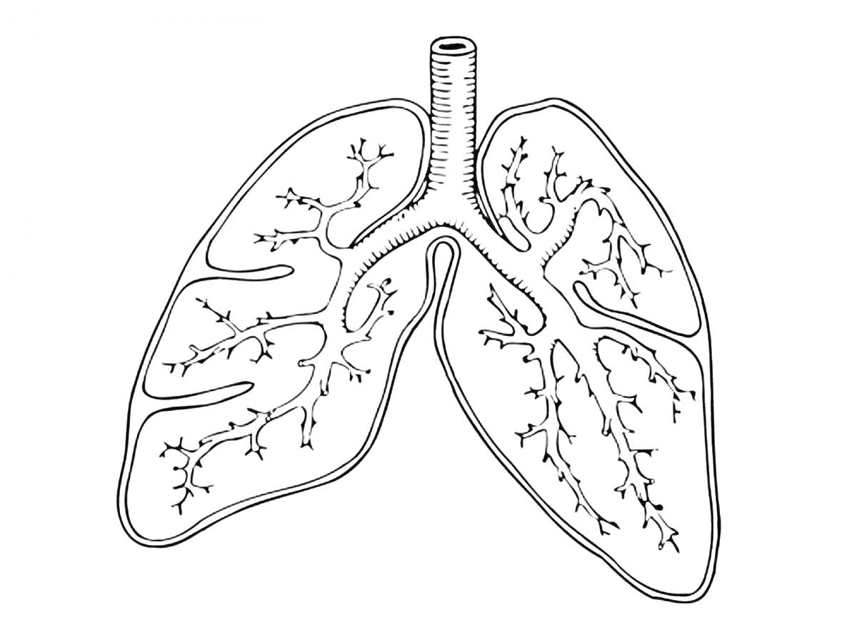 Раскраска Легкие человека с бронхиальным деревом