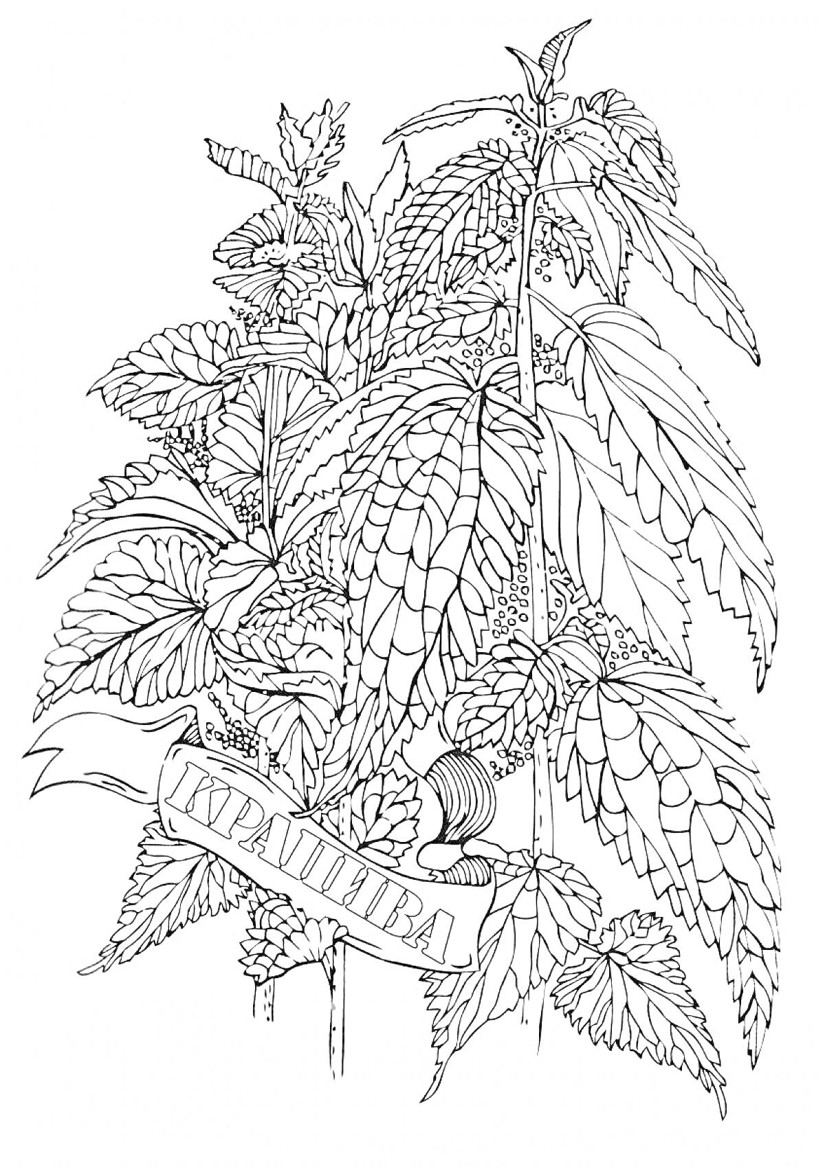 На раскраске изображено: Крапива, Листья, Лента, Надпись, Растения