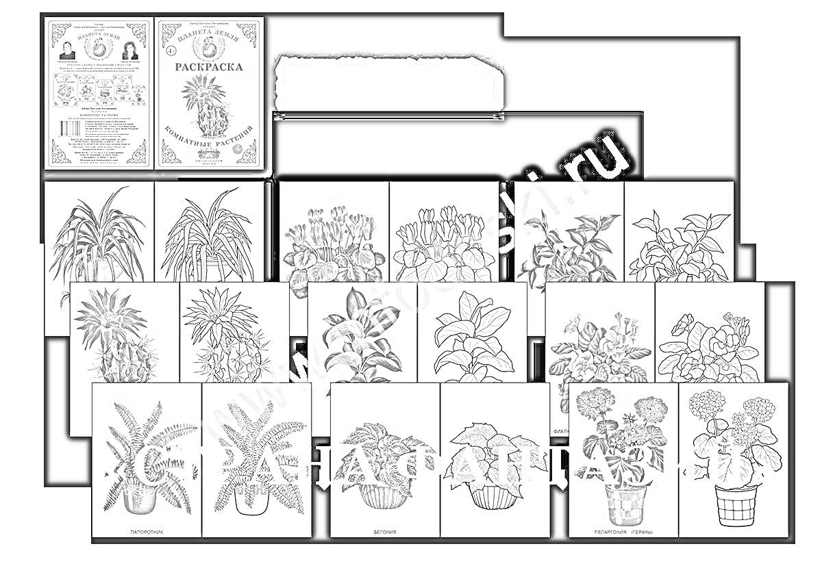 Раскраска комнатные растения для детей, обложка и 16 страниц с изображениями различных комнатных растений.