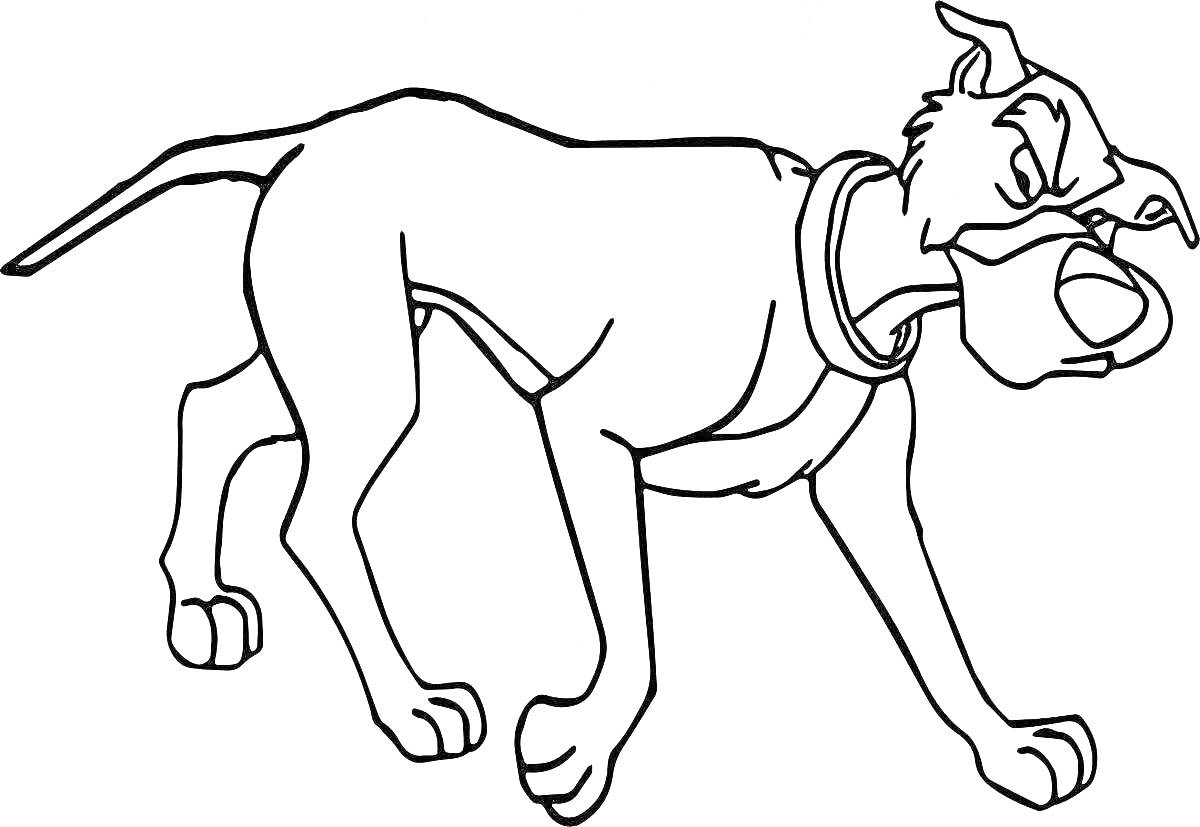 На раскраске изображено: Собака, Агрессивная поза, Ошейник