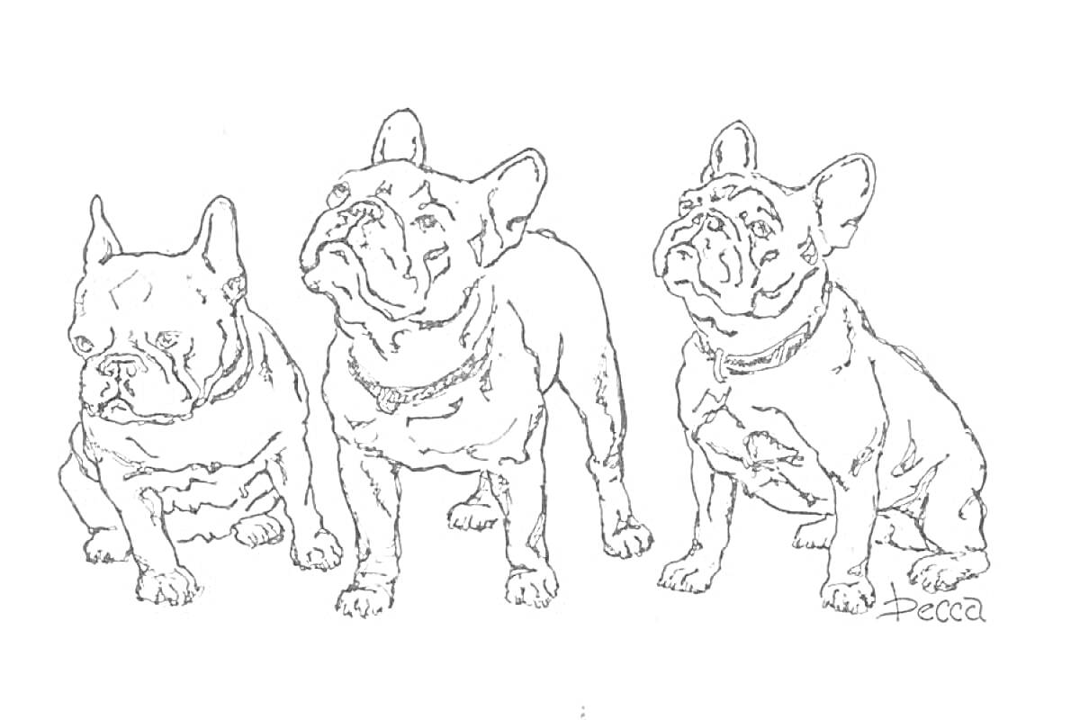 На раскраске изображено: Французский бульдог, Бульдог, Домашние животные, Собака