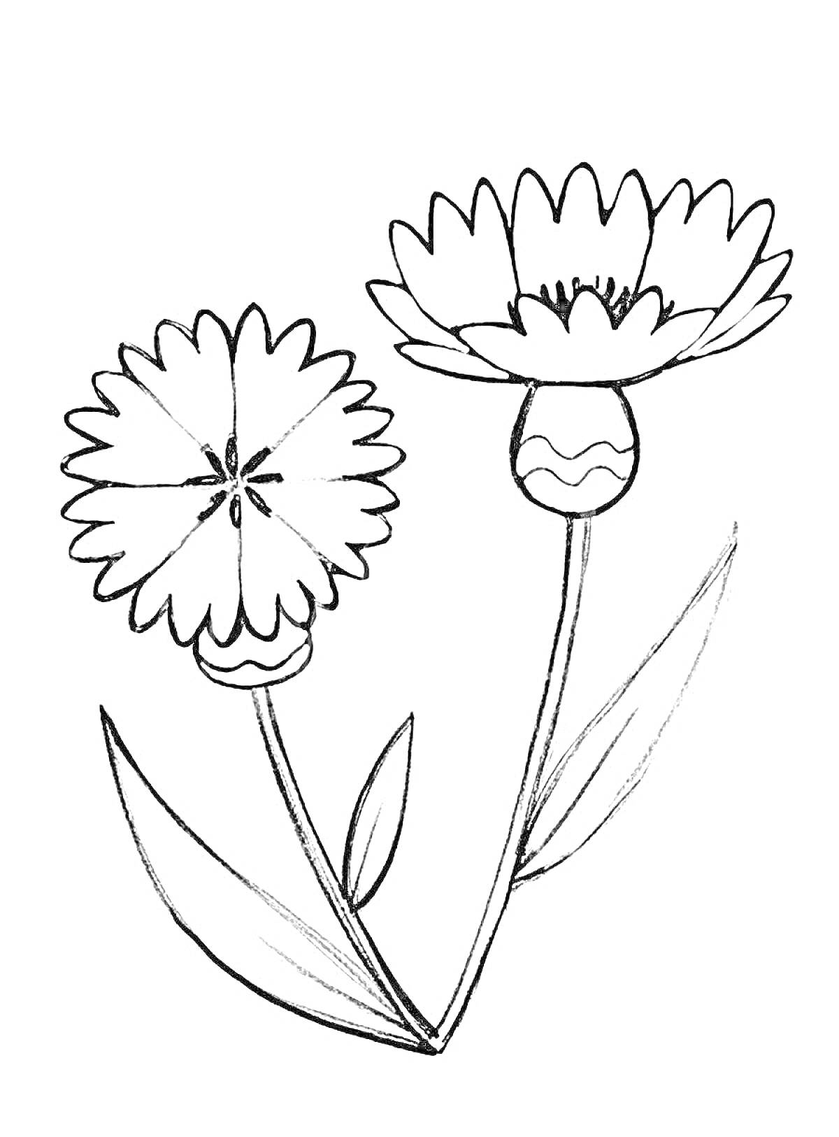 На раскраске изображено: Василёк, Цветы, Листья, Для детей, Природа, Ботаника