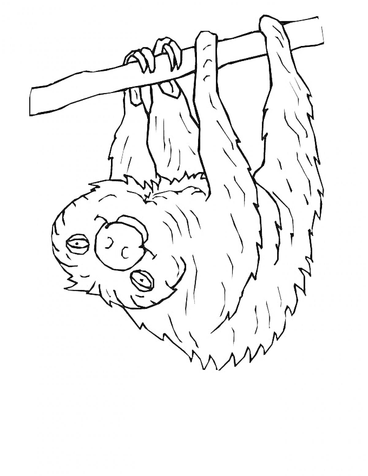 Раскраска Ленивец, висящий на ветке