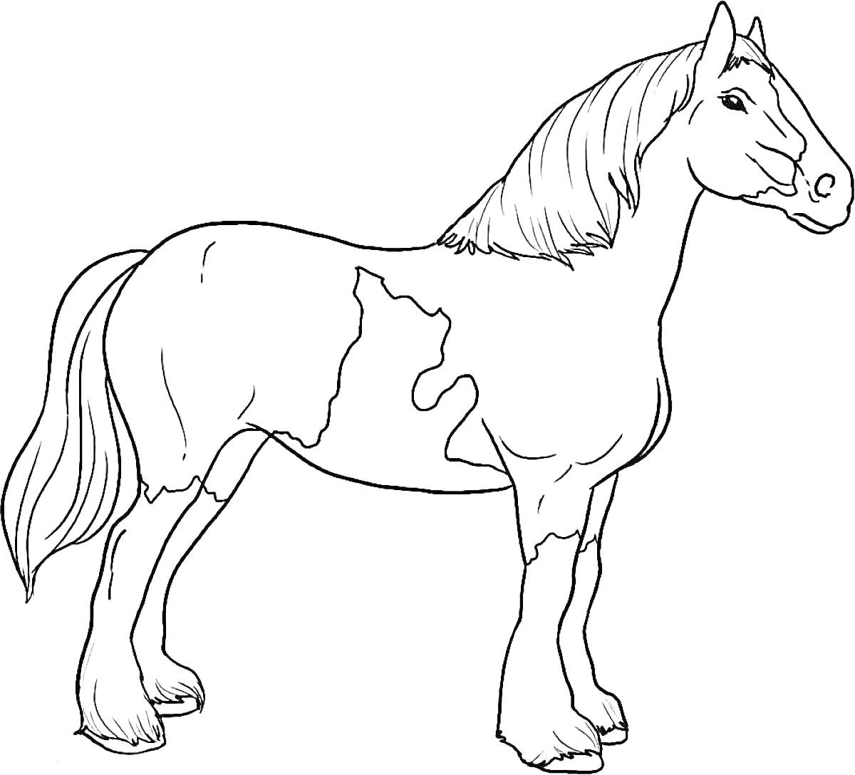 Раскраска Лошадь с пестрым окрасом, стоящая боком