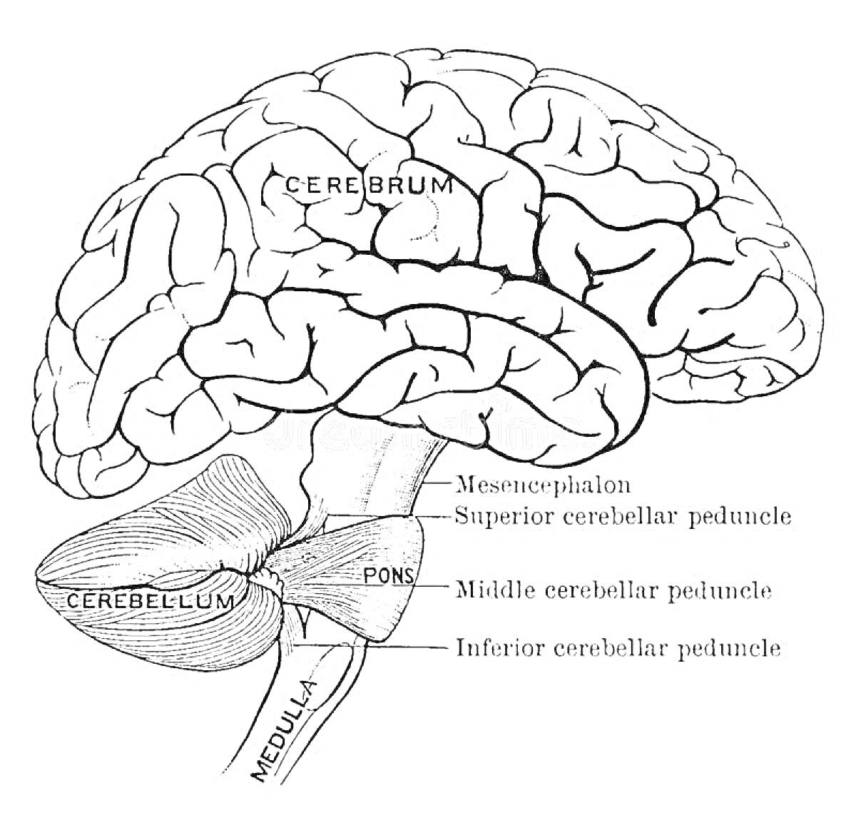 Черно-белая раскраска мозга с указанием его частей: мозг, большое полушарие (Cerebrum), верхняя мозжечковая ножка (Superior cerebellar peduncle), средняя мозжечковая ножка (Middle cerebellar peduncle), нижняя мозжечковая ножка (Inferior cerebellar peduncl