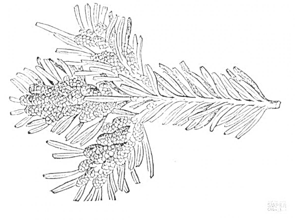 Раскраска Ветвь пихты с шишками