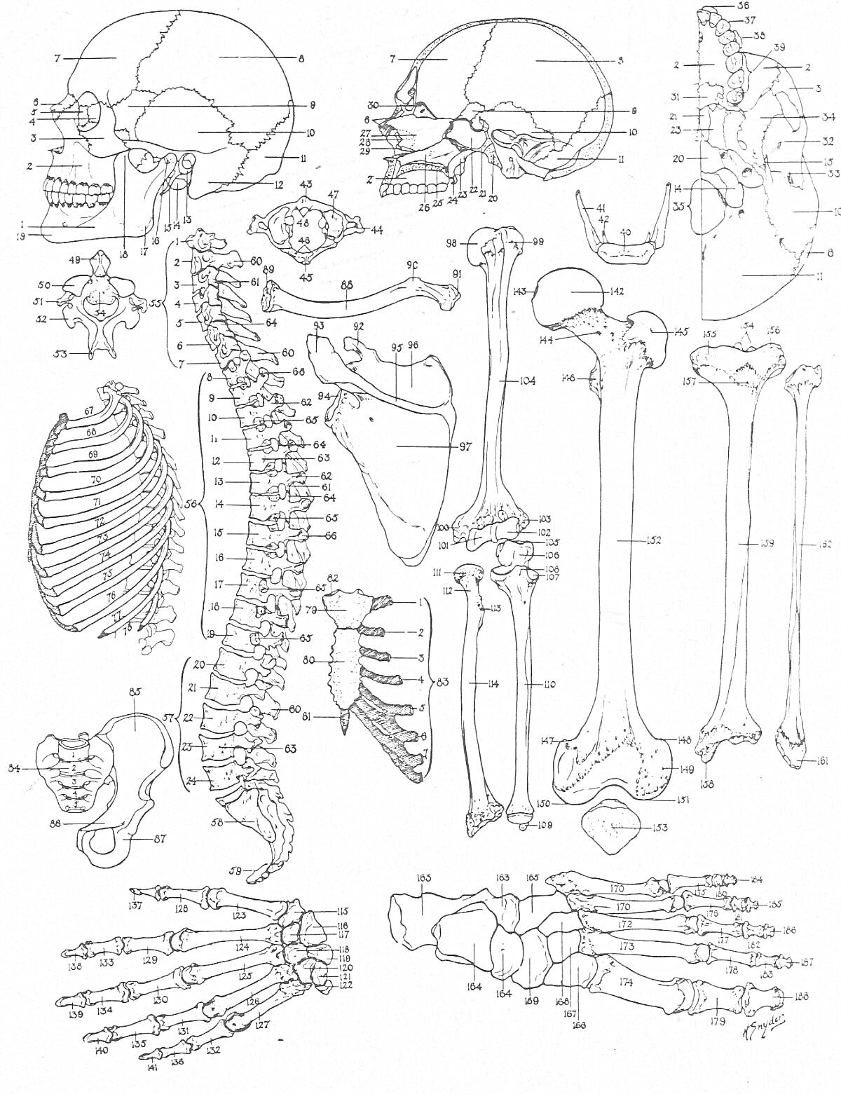 Раскраска Анатомия человека - скелет: череп, позвонки, грудная клетка, лопатка, ключица, таз, рука включая пальцы и запястье, нога включая пальцы и стопу