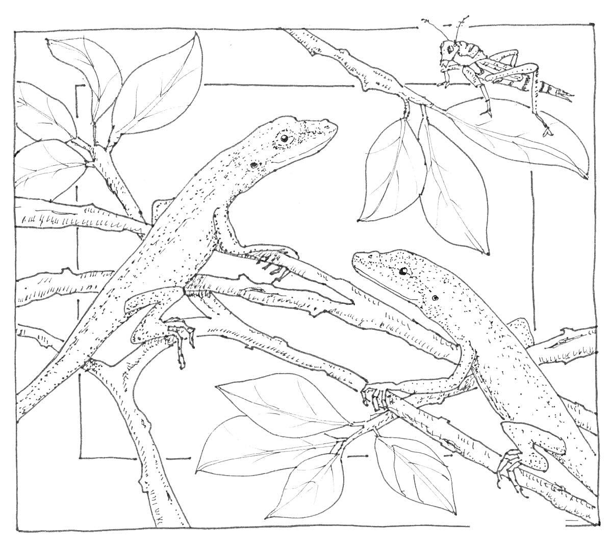 На раскраске изображено: Листья, Кузнечик, Природа, Животные, Для детей