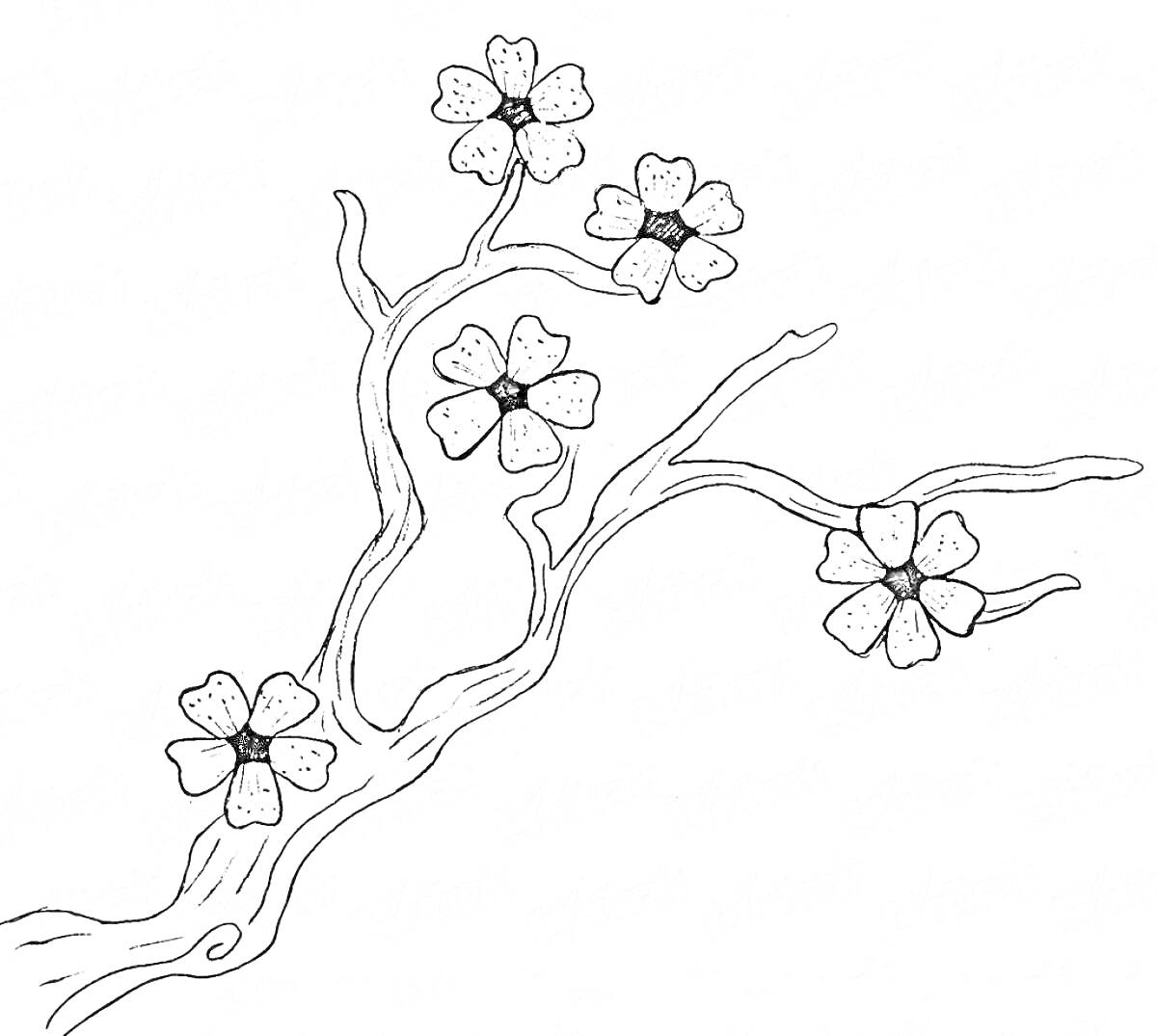 Раскраска Ветвь сакуры с пятью цветками