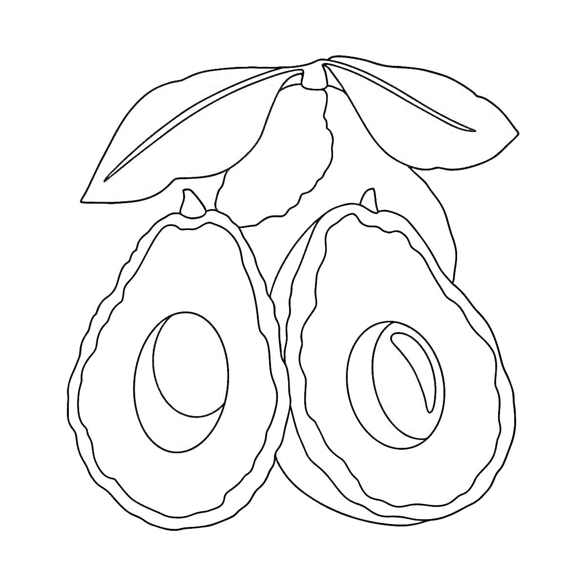 На раскраске изображено: Авокадо, Половинки, Листья, Для детей, Фрукты