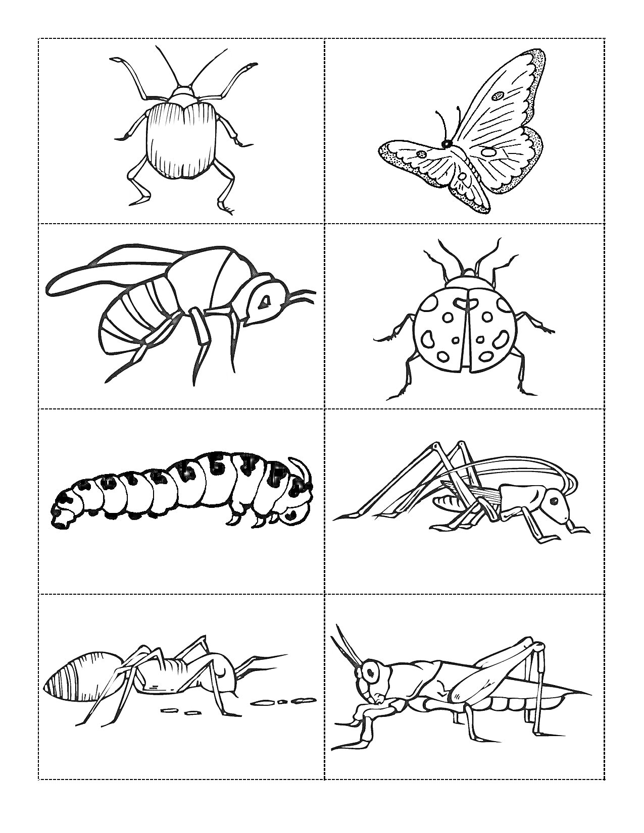 Раскраска Насекомые (жук, бабочка, пчела, божья коровка, гусеница, кузнечик, муравей, сверчок)