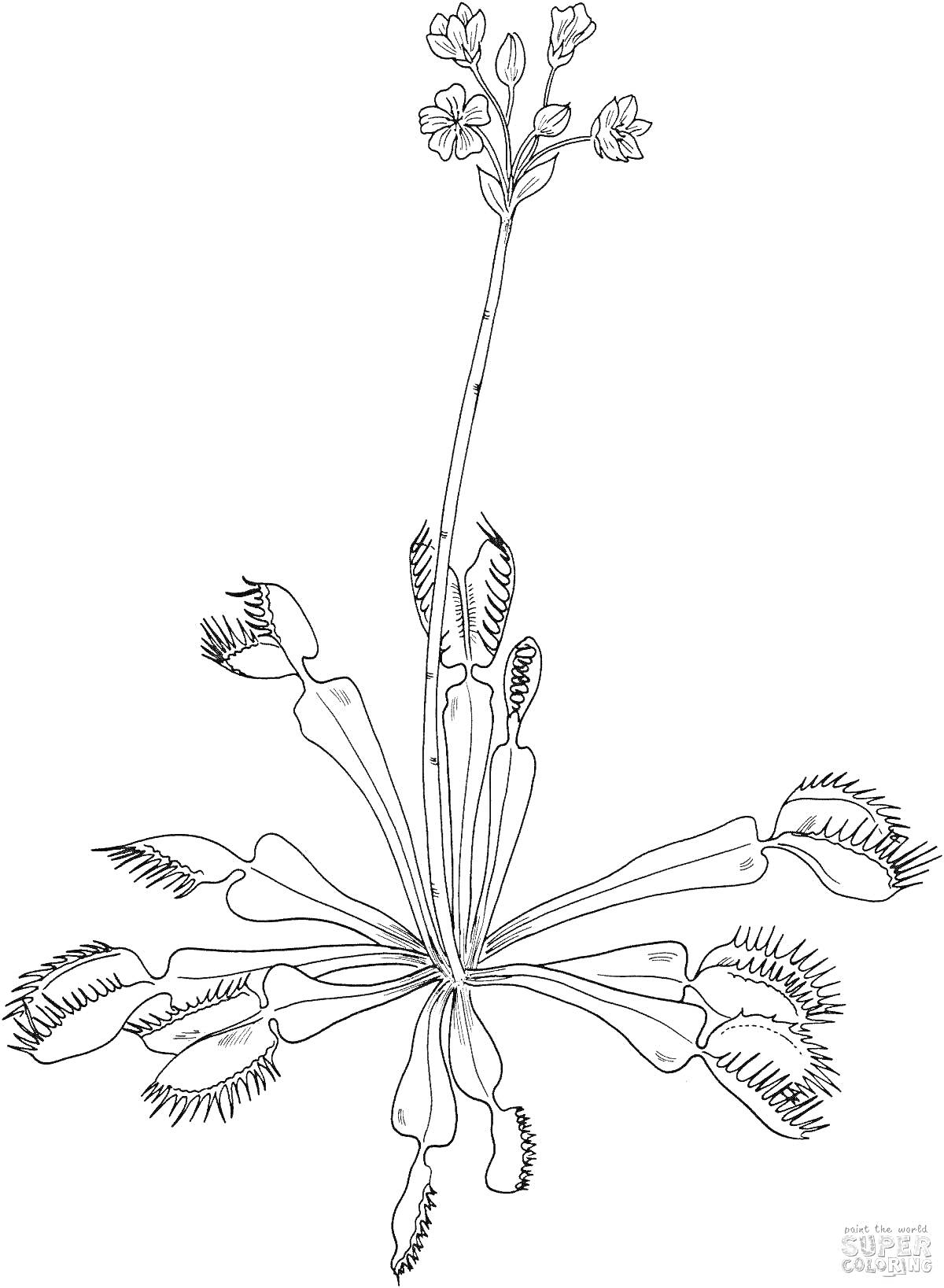 На раскраске изображено: Венерина мухоловка, Хищное растение, Цветы, Листья, Природа, Ботаника
